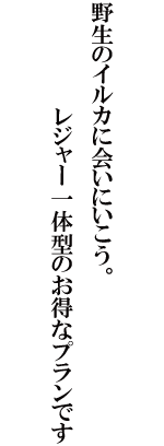 野生のイルカに会いに行こう。レジャー一体型のお得なプランです